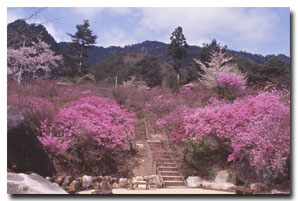 Field of mitsuba-tsutsuji azalea
