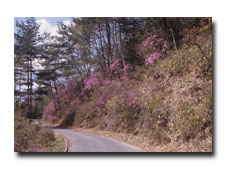 Field of mitsuba-tsutsuji azalea