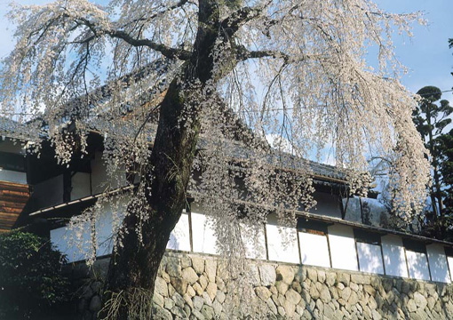 The Koutokuji Temple