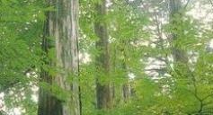 緑の葉が茂る中で幹の太い木々が立ち並び木漏れ日が差し込む森の一角の風景