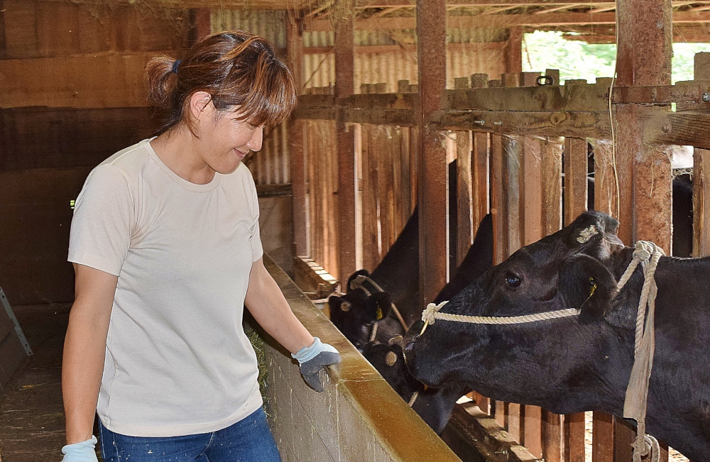 牛舎で黒い牛に手を差し伸べている人物の写真