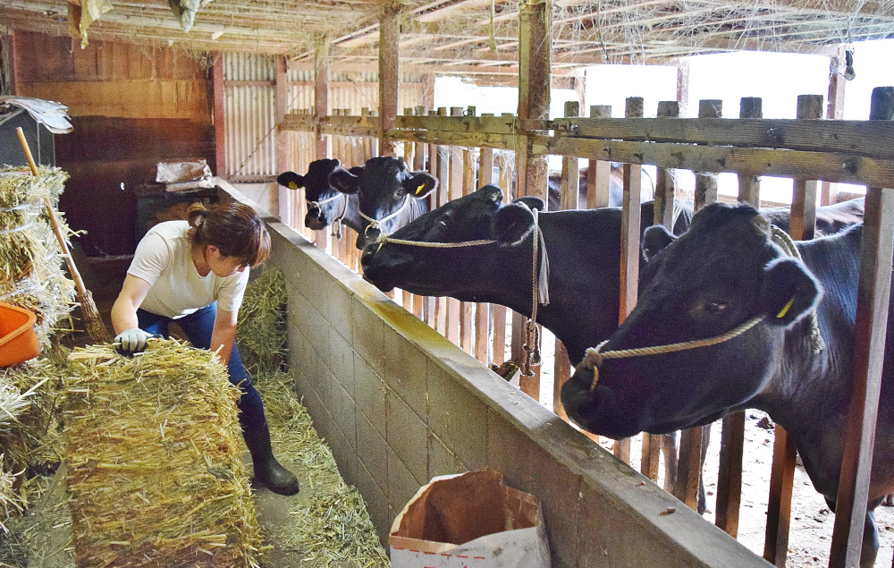 牛舎で干し草を運ぶ人と柵越しに並んで餌を待つ黒い牛数頭