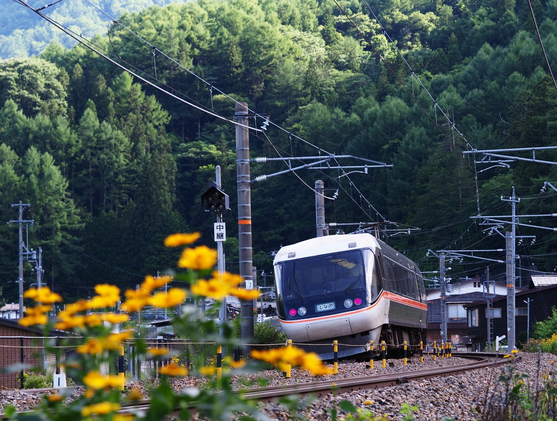 手前に鮮やかな黄色い花が咲く線路を白い電車が走り背後に緑の山と架線が広がる景色