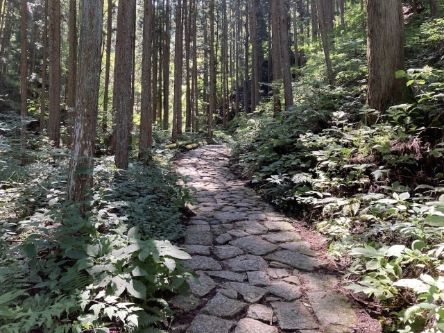 石段の道が続く針葉樹の林の中に差し込む光と周囲の緑が見える風景